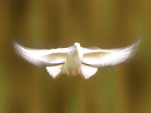 free-flying-white-dove-Google-Slides-theme
