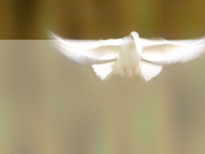 free-flying-white-dove-powerpoint-background
