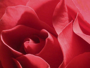 free-valentines-flowers-Google-Slides-theme