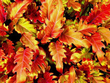 Cargar imagen en el visor de la galería, free-autumn-leaves-Google-Slides-theme
