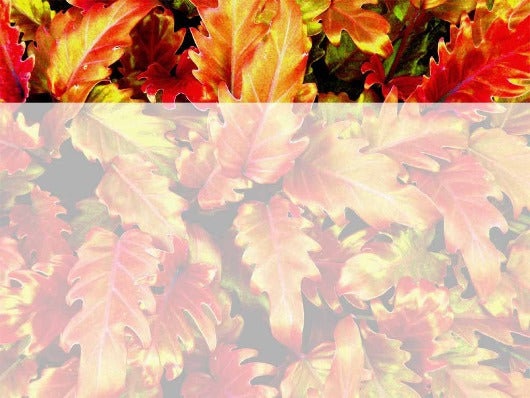 Free changing colors Autumn leaves PowerPoint template and Google Slid