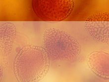 Load image into Gallery viewer, free-bacteria-under-microscope_powerpoint-background
