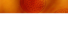 Cargar imagen en el visor de la galería, free-bacteria-under-microscope_powerpoint-template
