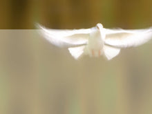 Load image into Gallery viewer, free-flying-white-dove-powerpoint-background
