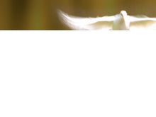 Cargar imagen en el visor de la galería, free-flying-white-dove-powerpoint-template
