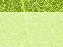 Load image into Gallery viewer, free-green-leaf-powerpoint-background
