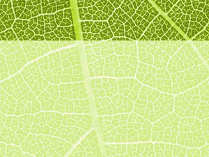 free-green-leaf-powerpoint-background
