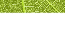 Cargar imagen en el visor de la galería, free-green-leaf-powerpoint-template
