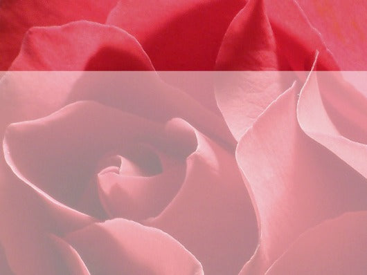 Free red roses Powerpoint template and Google Slides theme